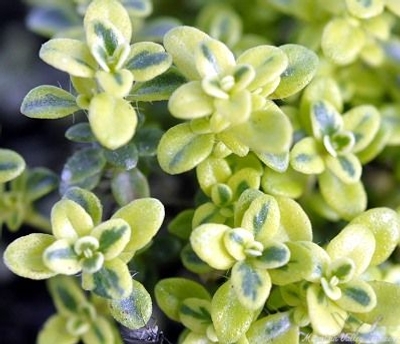 Thymus Highland Cream Thyme image