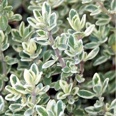 Thymus argenteus Hi-Ho Silver Thyme image