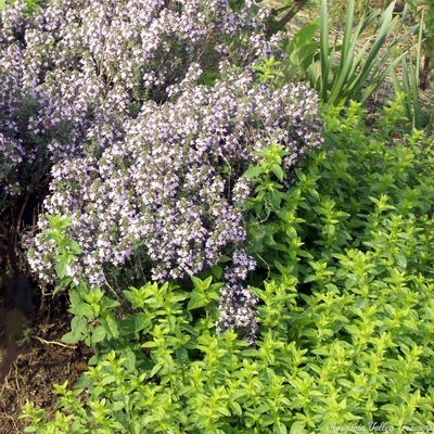 Thymus vulgaris Italian Oregano Thyme image