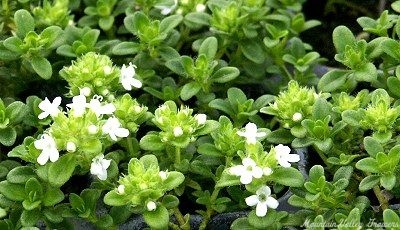 Thymus Lemon Frost Thyme image