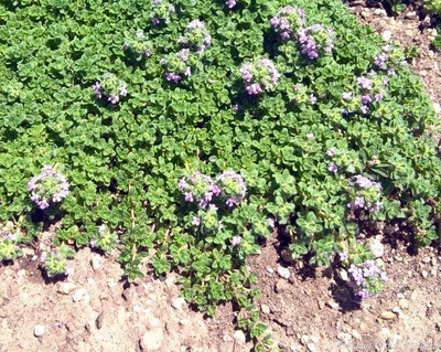 Thymus Leprechaun Thyme image