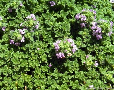 Thymus Leprechaun Thyme image