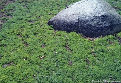 Thymus Leprechaun Thyme image