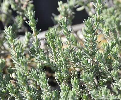 Thymus leuchotrichus Juniper Thyme, Moonlight Thyme image