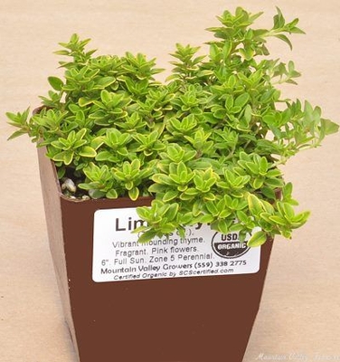 Thymus Lime Thyme image