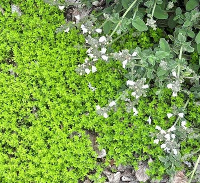 Thymus Lime Thyme image