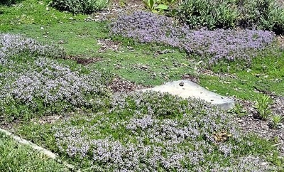 Thymus herba barona Caraway Thyme image