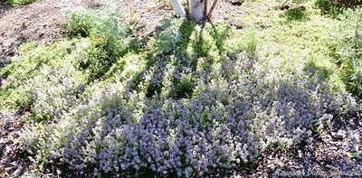 Thymus Pink Lemonade Thyme image