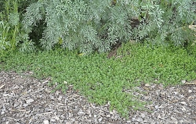 Thymus Pink Lemonade Thyme image