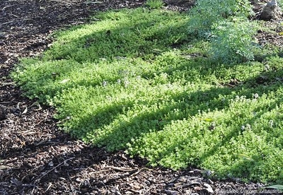 Thymus Pink Lemonade Thyme image