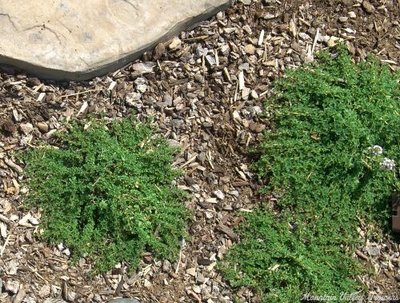 Thymus Mint Thyme image