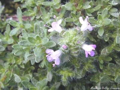 Thymus Pink Chintz Thyme image