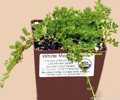 Thymus White Moss Thyme image