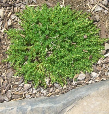 Thymus White Moss Thyme image