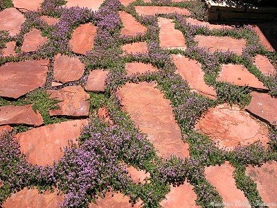 Thymus Pink Chintz Thyme image