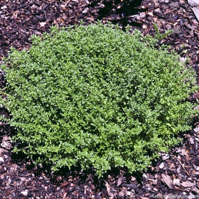 Thymus pulegioides cv. Pennsylvania Dutch Tea Thyme image