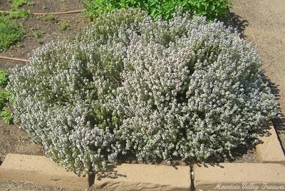 Thymus vulgaris English Thyme image