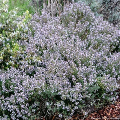 Thymus vulgaris Orange Balsam Thyme image