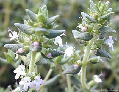 Thymus vulgaris Orange Balsam Thyme image