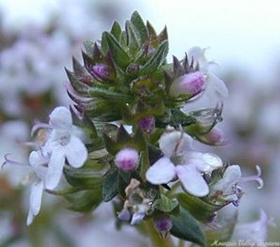 Thymus vulgaris Orange Balsam Thyme image