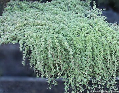 Thymus Woolly Thyme image