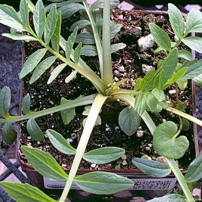 Valeriana officinalis Valerian image