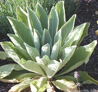 Verbascum thapsus Mullein image