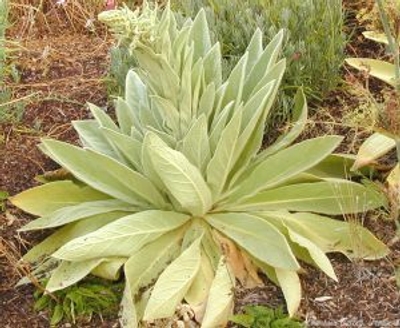 Verbascum thapsus Mullein image