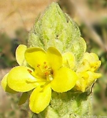 Verbascum thapsus Mullein image