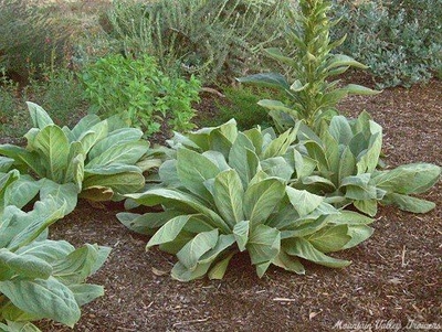 Verbascum thapsus Mullein image