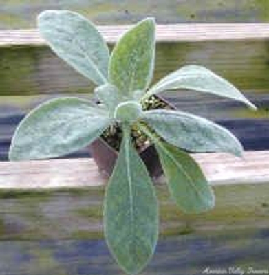 Verbascum thapsus Mullein image