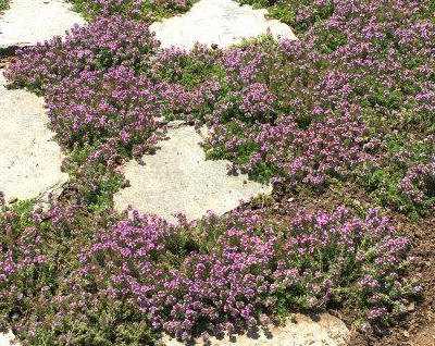 Flagstone Filler Thyme Plug Trays