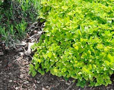 Ground Cover Oregano Plug Trays