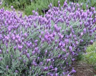 Lavender Plug Trays